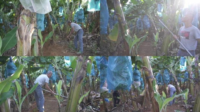 唯美香蕉基地果农采摘香蕉乡村振兴科技助农