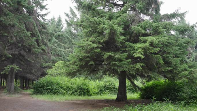 4k巨大的松树百年松树参天大树