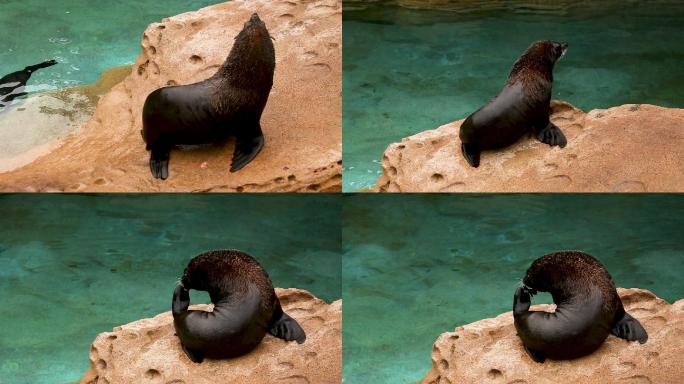 海洋公园 海狮 海狮表演