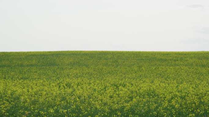 加拿大阿尔伯塔省多云的一天，油菜在农田里轻轻摇曳的慢镜头