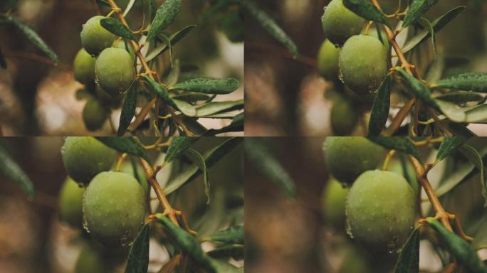 橄榄树橄榄油原材料橄榄果