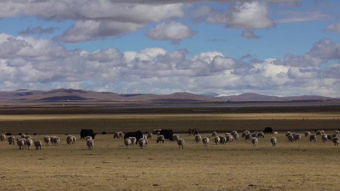 西藏高原牧场