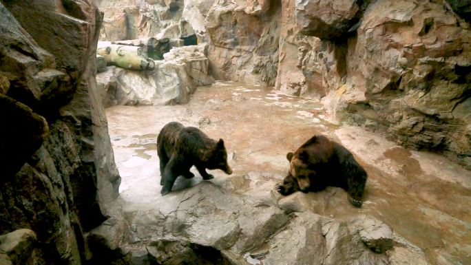 海洋公园 棕熊 动物
