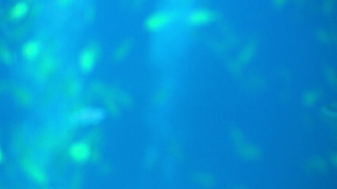 海洋公园 鲸鲨馆 潜水 鱼群