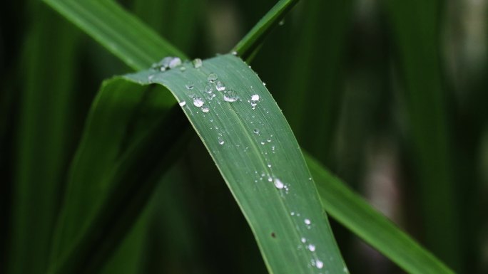 高清实拍芦苇上水珠视频