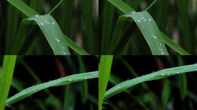 高清实拍芦苇上水珠视频