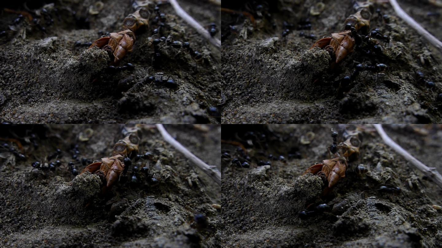 黑蚂蚁在蚁巢地面上和树干裂纹中来回爬行