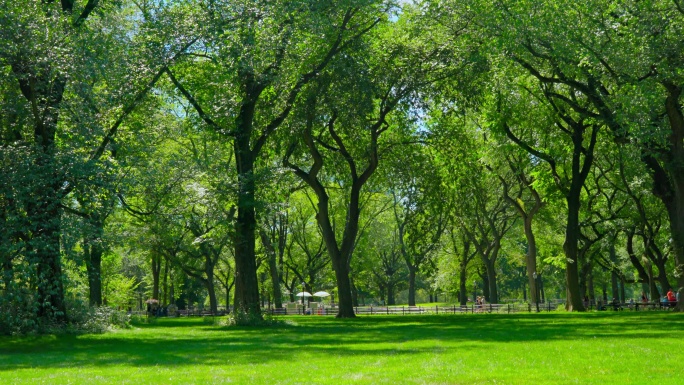 中央公园唯美阳光穿过梧桐树树叶逆光小清新