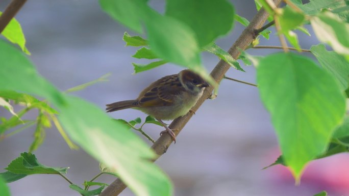 4K枝头上的麻雀小鸟春天鸟特写鸟儿飞鸟