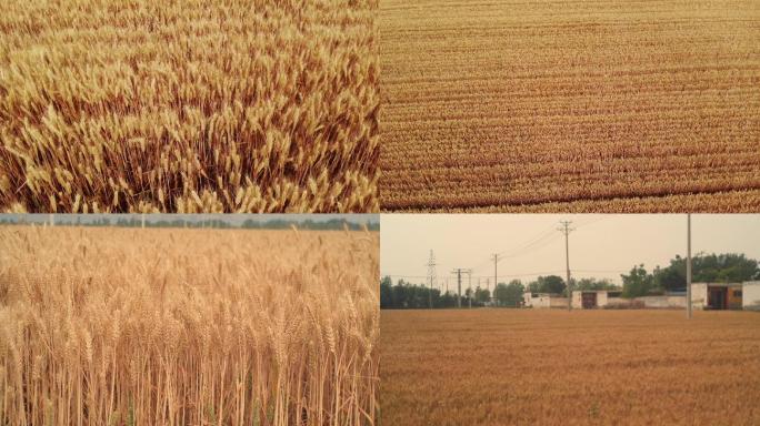 小麦熟了