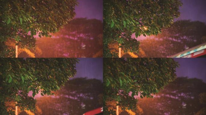 4K夜晚雨中摇摆的树叶