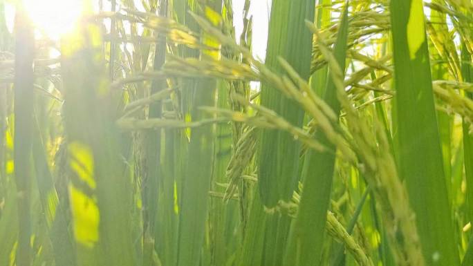 未成熟的稻谷稻田禾苗生长农村清晨阳光