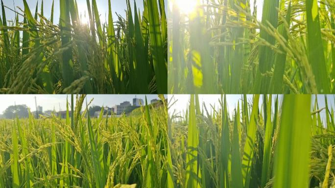 未成熟的稻谷稻田禾苗生长农村清晨阳光