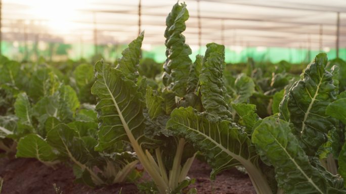 农场上生长的新鲜菠菜的4k视频片段