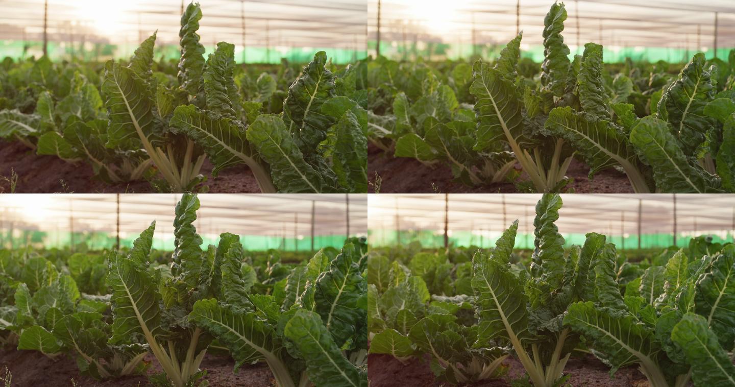 农场上生长的新鲜菠菜的4k视频片段