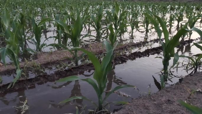 灌溉玉米地 灌溉 浇水 浇地 水利