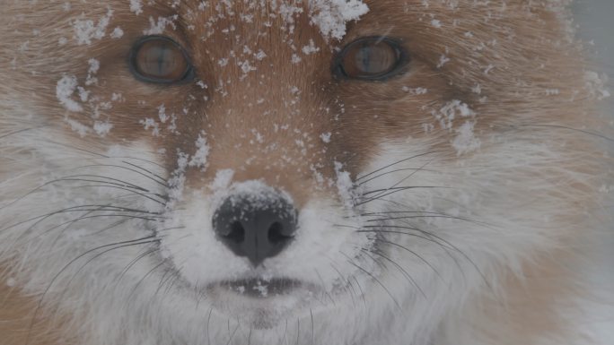 冬天的狐狸东北五仙眼神眼睛竖瞳大雪