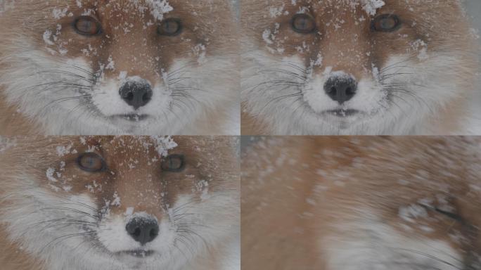 冬天的狐狸东北五仙眼神眼睛竖瞳大雪