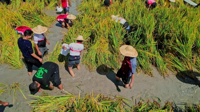 稻花鱼 谷花鱼 捉鱼 活动