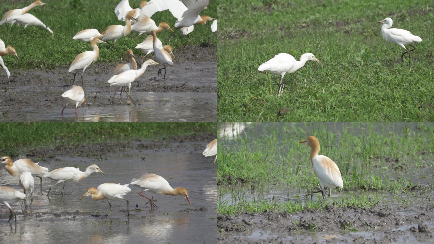 白鹭牛鹭湿地觅食