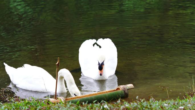 白天鹅。湖边一对可爱的天鹅夫妇。