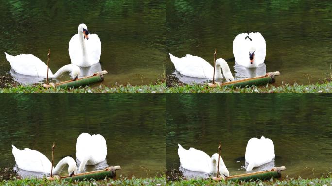 白天鹅。湖边一对可爱的天鹅夫妇。