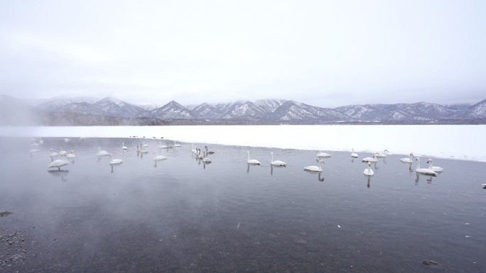 日本北海道东部冬季湖中的白天鹅