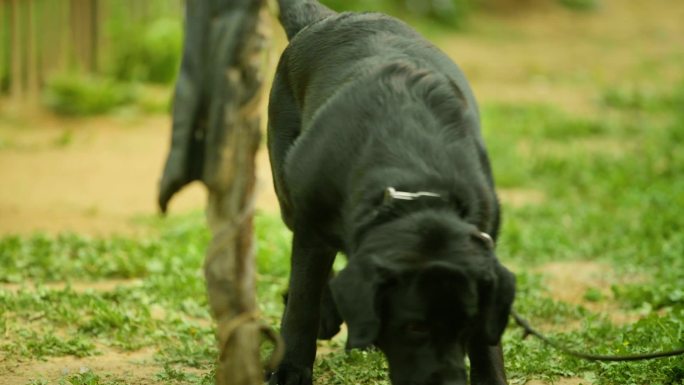 黑色拉布拉多在犬舍和别的狗互动