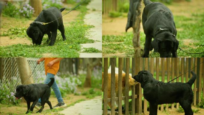 黑色拉布拉多在犬舍和别的狗互动