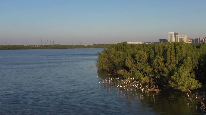 一群白鹭上树梢宝安湾已然成为候鸟的天堂3