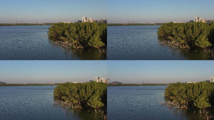 一群白鹭上树梢宝安湾已然成为候鸟的天堂3