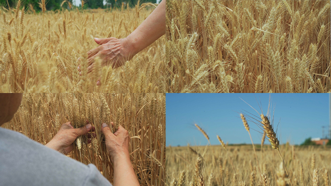 手抚摸麦浪麦子成熟农业丰收风车蓝天麦田