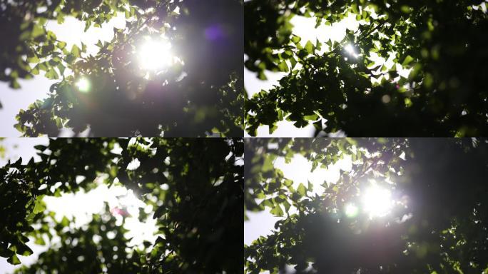 4K树叶通用大气阳光