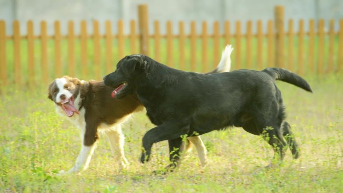 黑色拉布拉多和别的狗一起奔跑