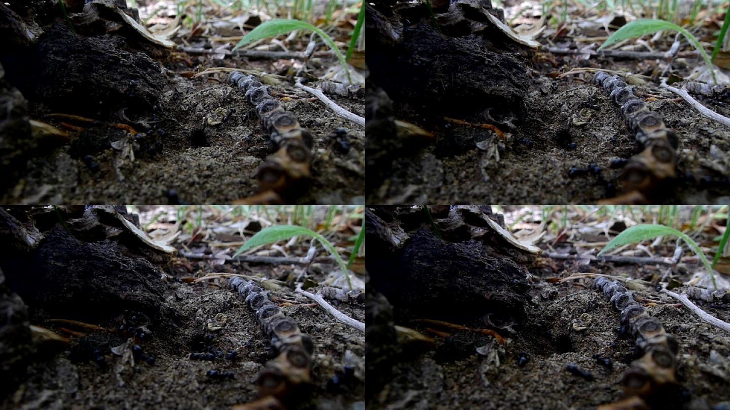 黑蚂蚁在蚁巢地面上和树干裂纹中来回爬行