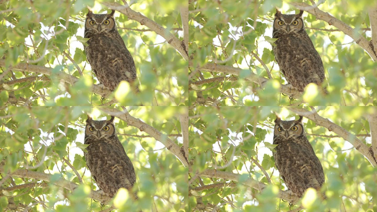高清视频亚利桑那州棉白杨树中的大角猫头鹰