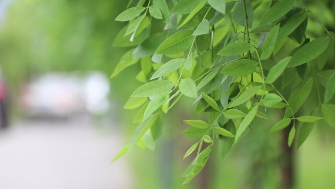 高清花草绿叶变幻通用大气震撼