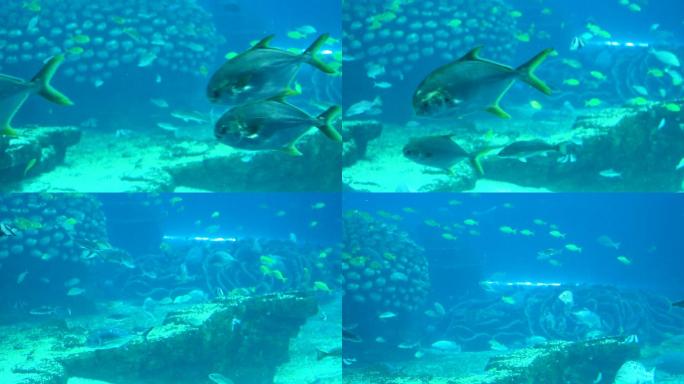 海洋公园 鲸鲨馆 鱼群