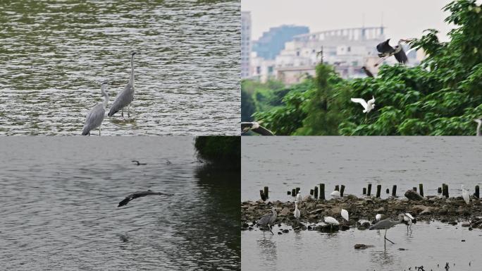 海珠湖鹭鸟-4