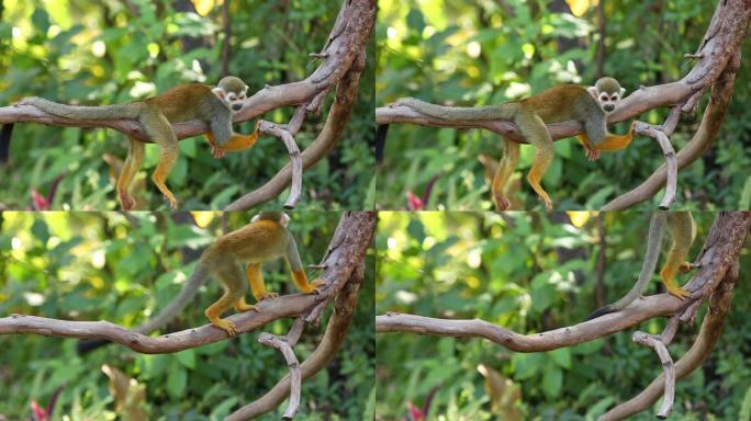 普通松鼠猴。树干森林
