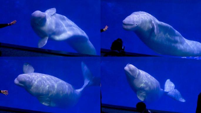 海洋公园 白鲸 表演