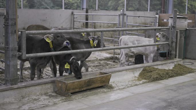 奶牛场的牛犊奶牛养殖