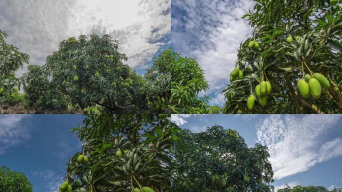 芒果种植基延时空镜头