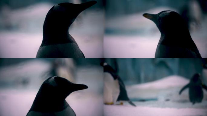 海洋公园 企鹅馆 企鹅游泳