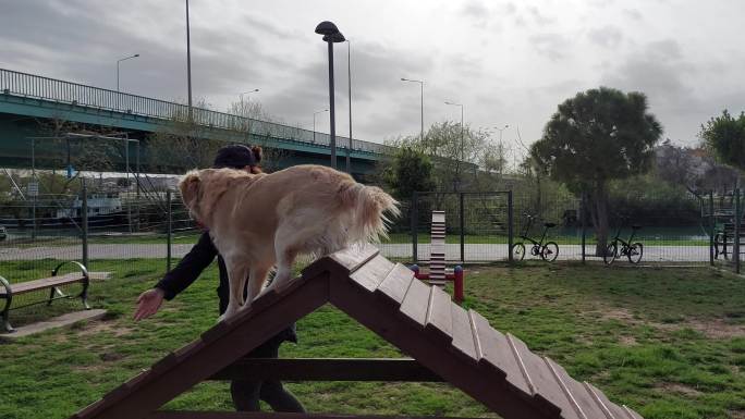 一名女子在城市狗公园的敏捷坡道上与她的狗玩耍。