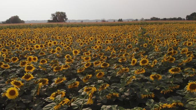 科罗拉多州西部一片种植着美丽黄色向日葵的农田