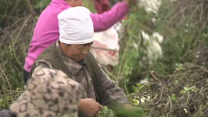 祁菊花采摘