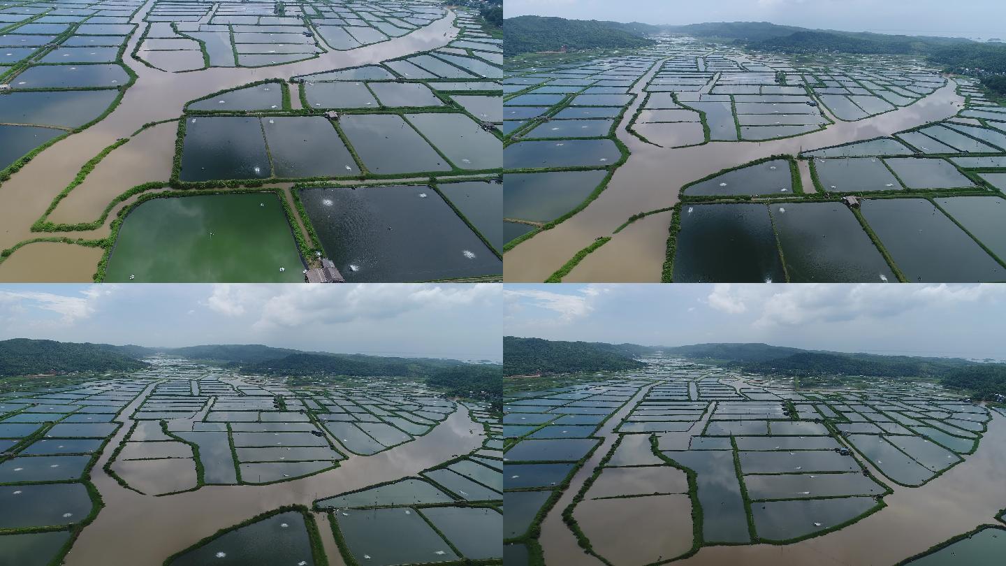 防城港生蚝也是水产水产园生蚝基地