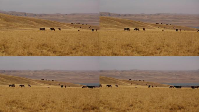 草原上的马在吃草
