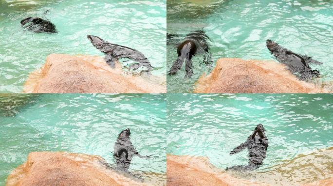海洋公园 海狮 海狮表演